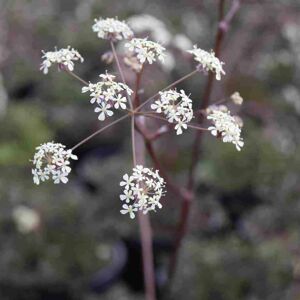 Anthriscus sylvestris 'Ravenswing' ---